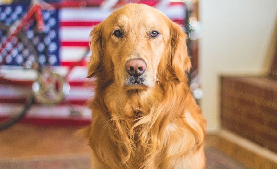maelkesyrebakterier til hund